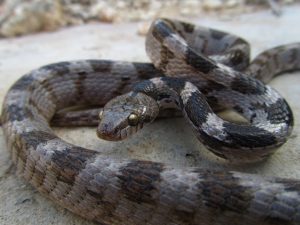 Anaconda snake diet