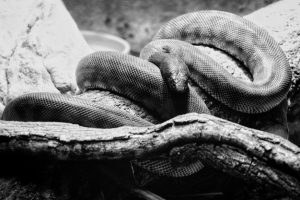Information about the anaconda snake