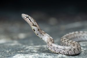 The most famous types of snakes