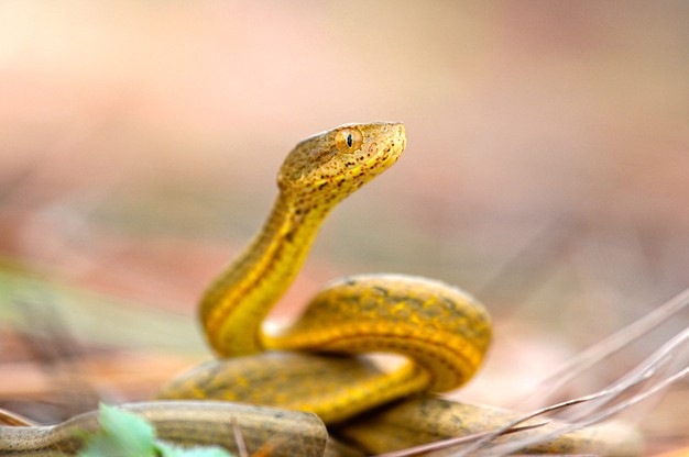 Types of non-venomous snakes