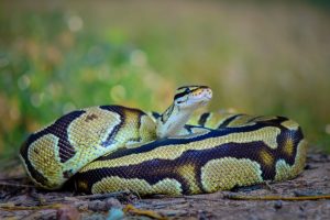 Types of poisonous snakes in the world