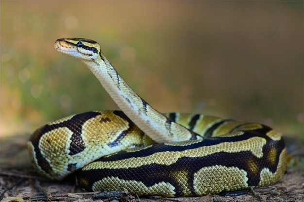 Types of poisonous snakes in the world