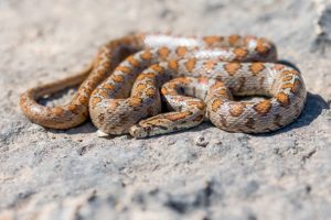 What are the types of house snakes