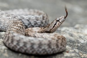 What are the types of snakes in homes
