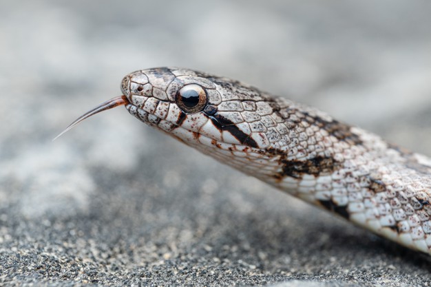 What are the types of snakes in homes