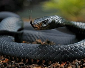 Black mamba snakes