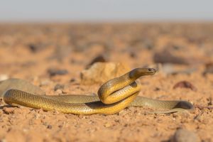 Wild taipan snake