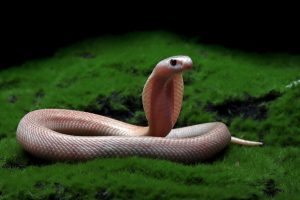 Using a Snake detector detects a nest of 100 cobras